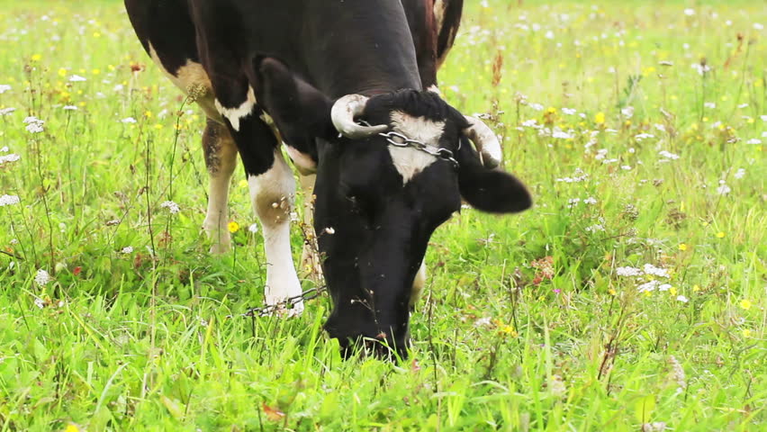 cow grazes in a meadow