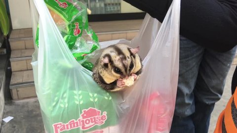Sugar glider keeping as a pet and eating bread in the streets of Bangkok, Thailand