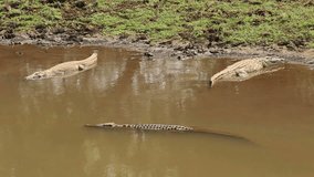 Nile crocodiles (Crocodylus niloticus) basking in shallow water, Kruger National Park, South Africa
