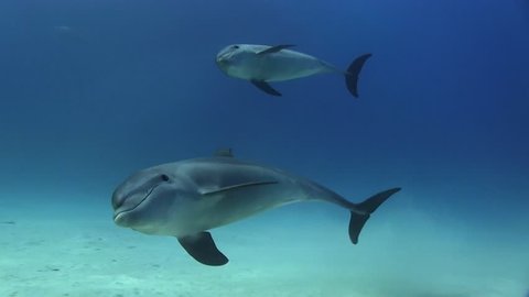 Baby Dolphins playing underwater