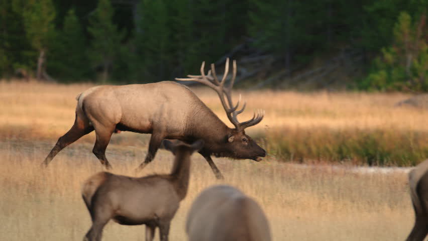 Giant bull elk running through meadow as he chases the females in his harem during the rutting season. Yellowstone National Park, Wyoming and Montana, USA. 4K.