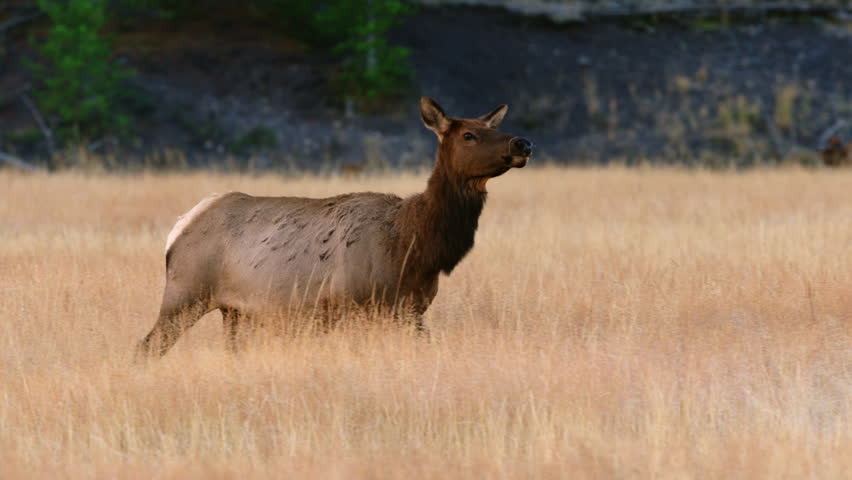Female elk walking through beautiful golden autumn grass.  Yellowstone National Park, Wyoming and Montana, USA. 4K.