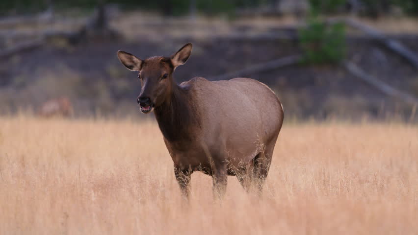 Excellent shot of female elk walking towards the camera with beautiful golden meadow grass in autumn. Yellowstone National Park, Wyoming and Montana, USA. 4K.