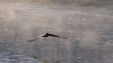 Great Blue Heron standing on bank of steamy river at sunrise takes flight. Yellowstone National Park, Wyoming and Montana, USA. 4K.