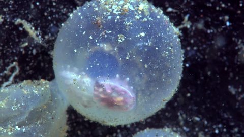 Flamboyant cuttlefish hatching from egg (Metasepia pfefferi)