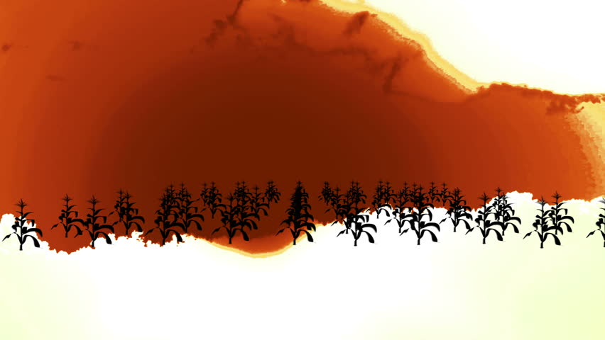 Many Corn Stalks Growing on Farm at Sunset Silhouette Animation
