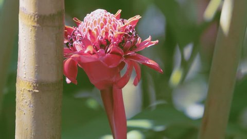 Close up of a torch ginger flower with an insect
