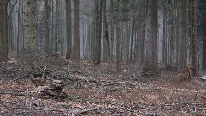 Old forest in Bieszczady Mountains.