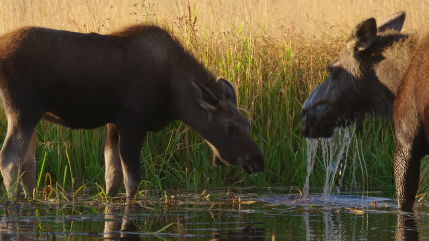 Mother and baby Moose feeding in grassy pond with water dripping from mouths in Grand Teton National Park, Wyoming, USA. 4K.  Baby kisses mother.