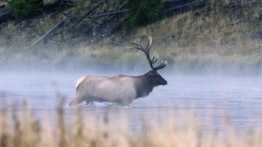 Large male bull Elk with massive antlers crossing a steamy river in early morning light during rutting season. Yellowstone National Park, Wyoming and Montana, USA. 4K.