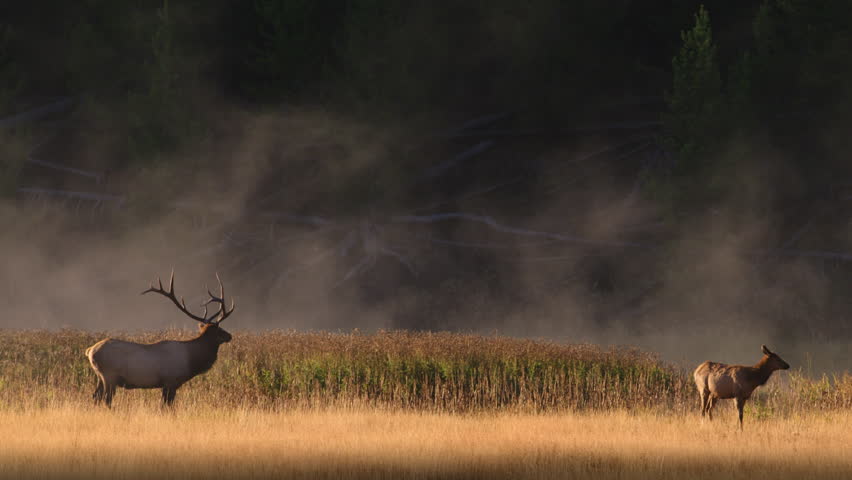 Male and female elks standing in golden morning light with steam rising from river. Yellowstone National Park, Wyoming and Montana, USA. 4K.