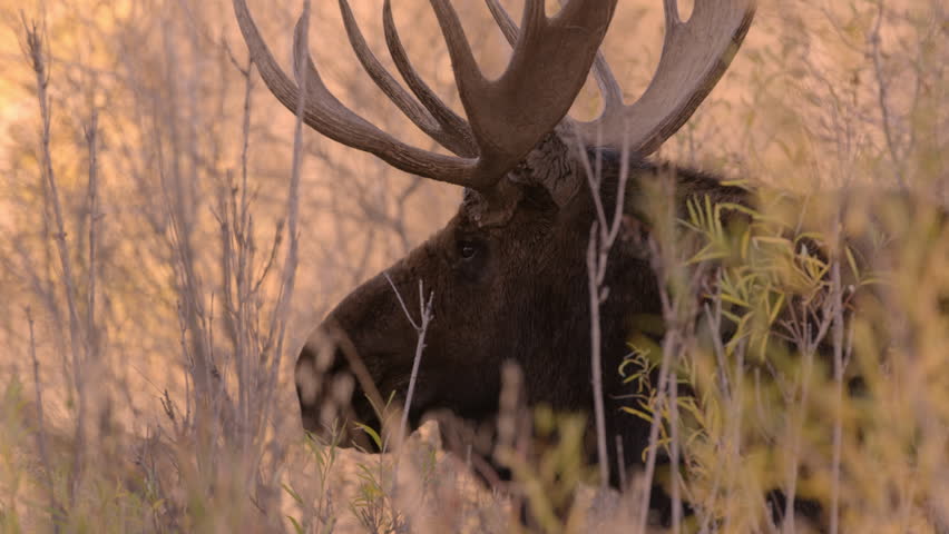 Close up profile of large bull Moose head and antlers. Grand Teton National Park, Wyoming, USA.  4K.