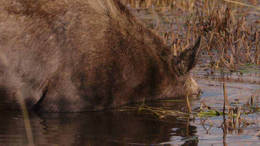 Moose eating in swamp with water dripping from mouth. Grand Teton National Park, Wyoming, USA.  4K.