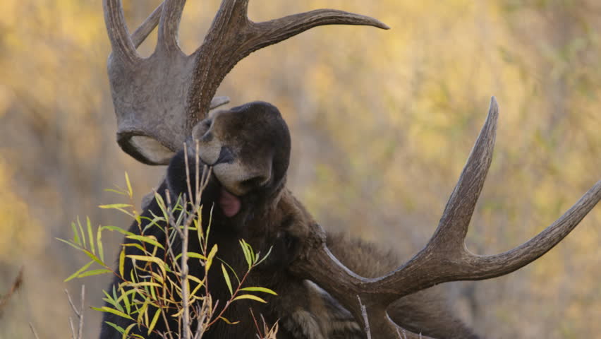 Large bull Moose scratching his back with antlers. Close up face. Grand Teton National Park, Wyoming, USA.  4K.
