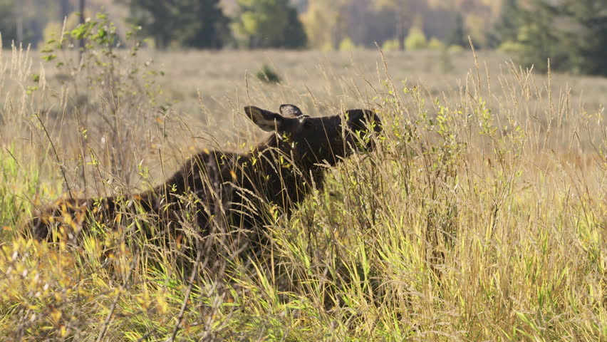 Moose eating foliage leaves from wetlands bushes in Grand Teton National Park, Wyoming, USA.  4K. 