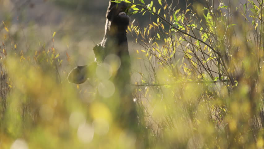 Moose eating foliage leaves from wetlands bushes in Grand Teton National Park, Wyoming, USA.  4K.