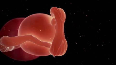 Labor Vaginal Birth Anatomy 3d Stock Footage Video (100% Royalty-free ...