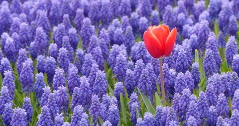 Single tulip on a purple flower field.