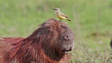 Capybara with Bird (Cattle tyrant)