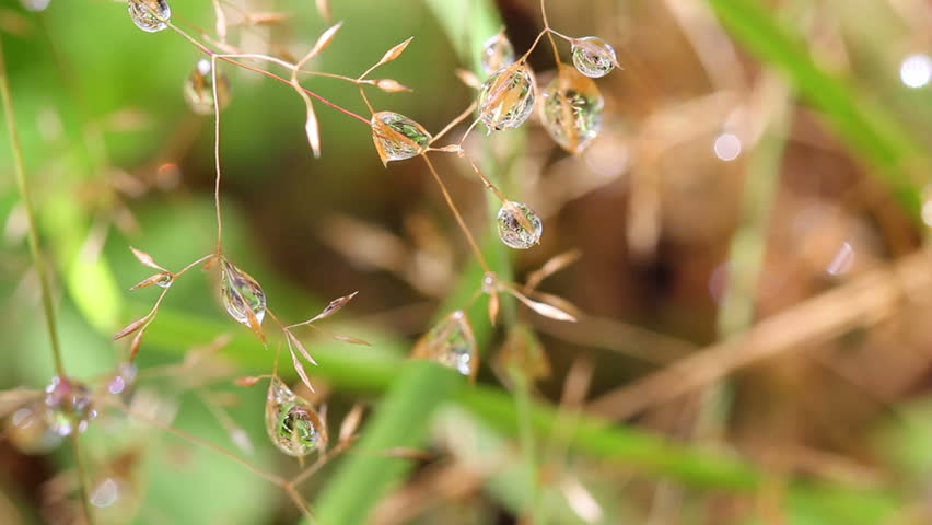 water droplets on the grass. macro