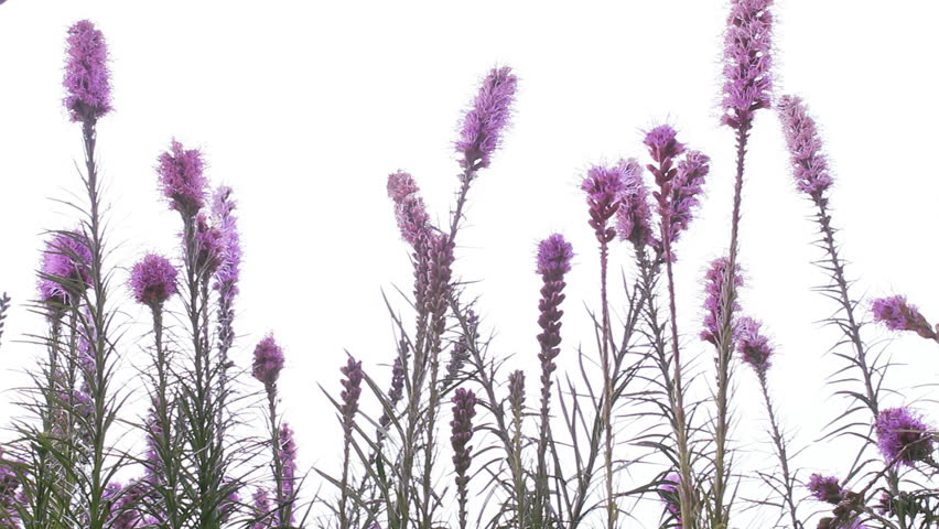 Purple flowers