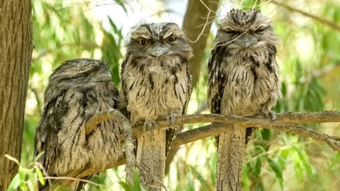 Tawny frogmouth birds sitting on branch, moving closer together for safety to roost during daytime, 4K 24p