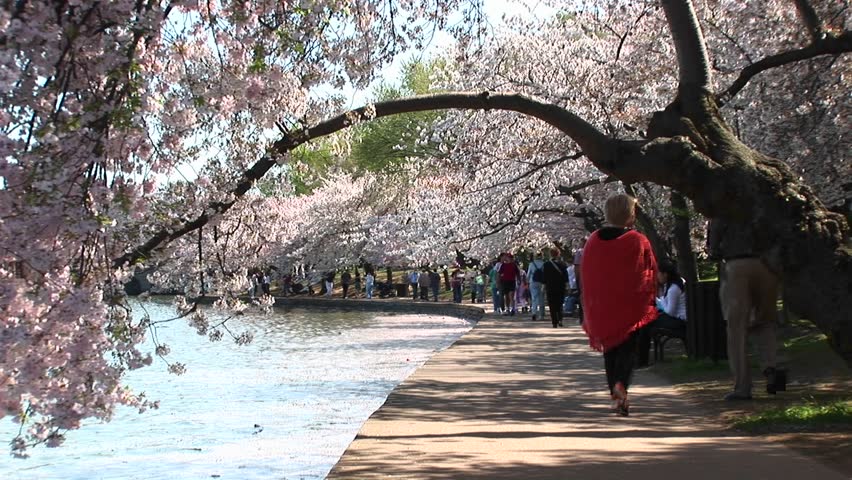 Tourists walk a path lined with beautiful cherry trees in full bloom.
