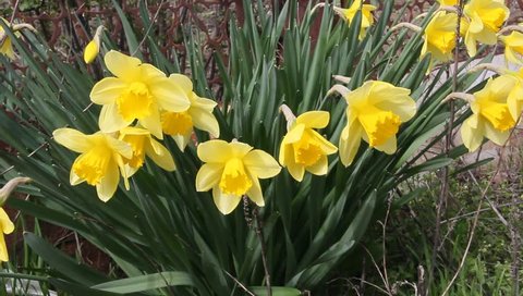 Close up of yellow daffodils (narcissus) flowering in spring sunshine.