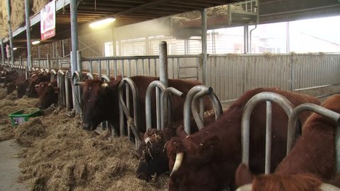 Dutch Deep Red cattle eat hay in a deep litter barn with automatic straw spreader. A deep litter barn is an animal housing system, based on the repeated spreading of straw or sawdust material indoor.