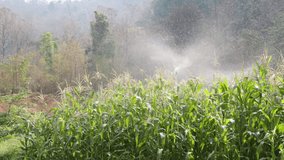 Sprinkler is work at corn field,video clip.