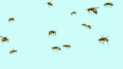 wasp swarm animation