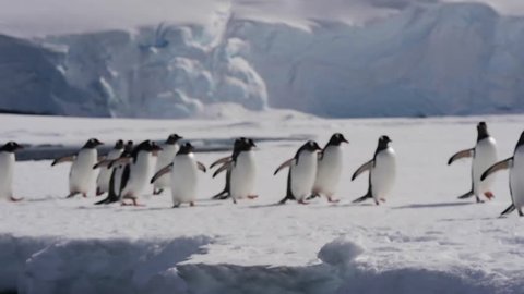 Gentoo Penguin on ice