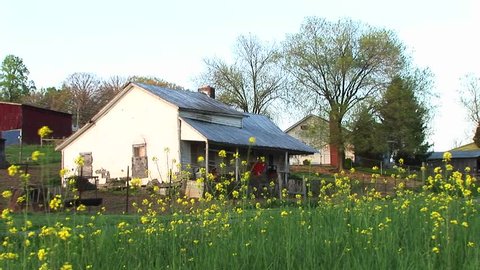 An old white house with a porch is surrounded by bright yellow flowers on a farm.