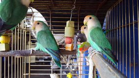 Caged parakeets