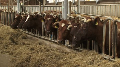Row of Dutch Deep Red cattle in a deep litter cowshed - medium shot. A deep litter barn is an animal housing system, based on the repeated spreading of straw or sawdust material indoor.