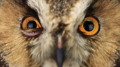portrait, look of an owl with closing of eyes