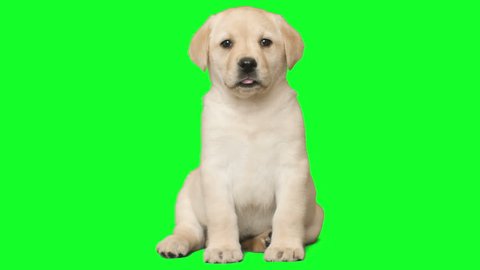 puppy on a green screen