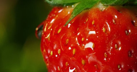 very close detail of  fresh strawberry fruit macro colorful dripping pure water  in slow motion – Video có sẵn