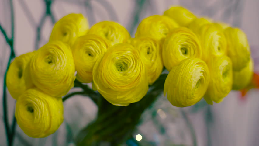 Ranunkulyus Yellow Flowers Bouquet Of Stock Footage Video 100 Royalty Free 15669502 Shutterstock