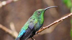 Flying Colibri - Green-Throated Carib Hummingbird