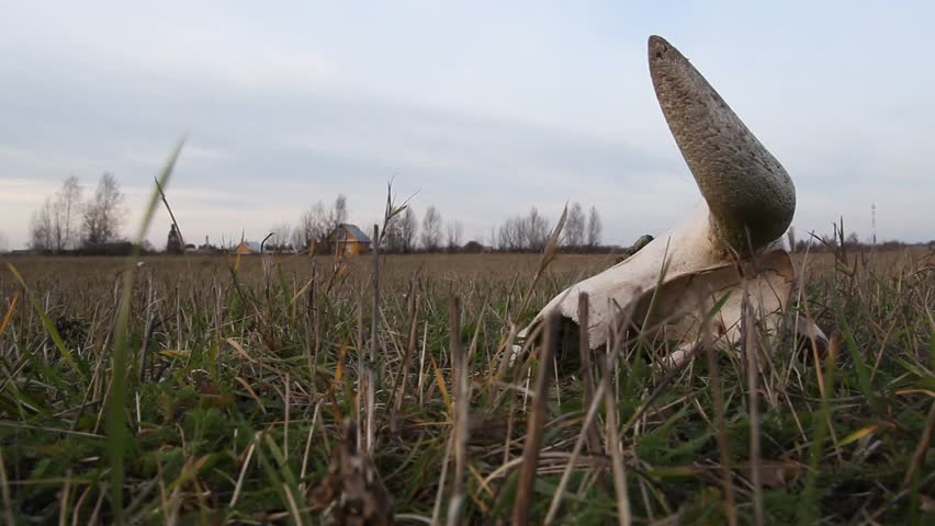 Cow skull in a field