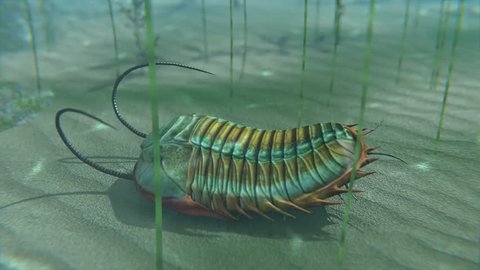 An animation of a Trilobite moving about on a Cambrian Period (400 million years ago) sea bottom. Trilobites are a well-known fossil group of extinct marine arthropods that form the class Trilobita.