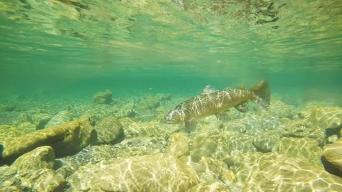 underwater view of fighting a large brown trout in new zealand, recorded at 60fps
