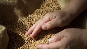 Close up video of agricultural produce, wheat grains being held 