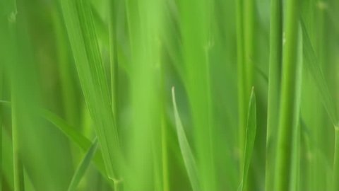 This is a video shot of Green Grass Macro Background Video in sunlight. Good for spring season eco theme background.Great for cinematic credits, movie background, or websites background.