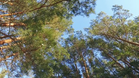 Walking through Siberian winter pine forest looking up to the sunny sky
