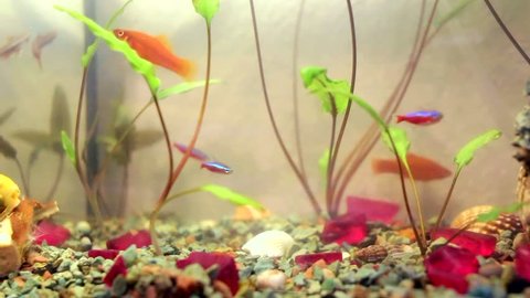 Home small aquarium full of young fish. Couple of orange malboro guppies, couple of yellow gelius barbs, small 3.5 centimeters long swordsman fish, red neons, nanostomus and yellow snails ampulyarii 