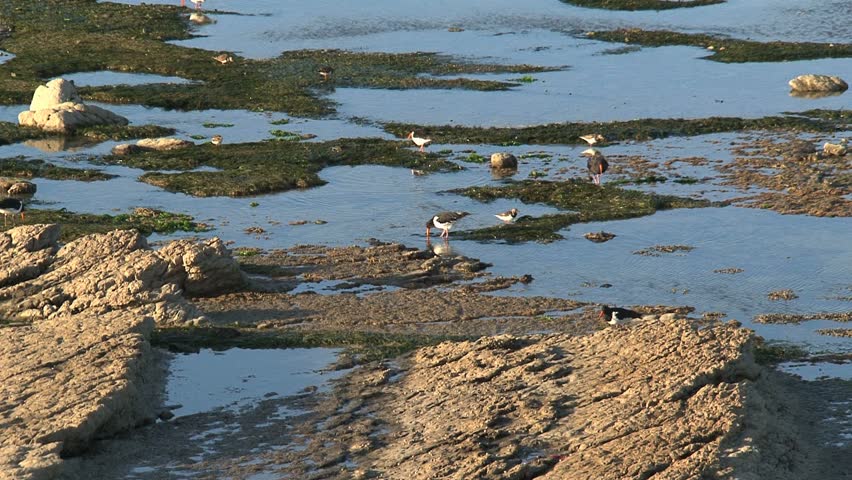 Rugged rocky shores of Kaikoura, New Zealand