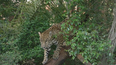 jaguar brazil onça nature predator RED cinema camera