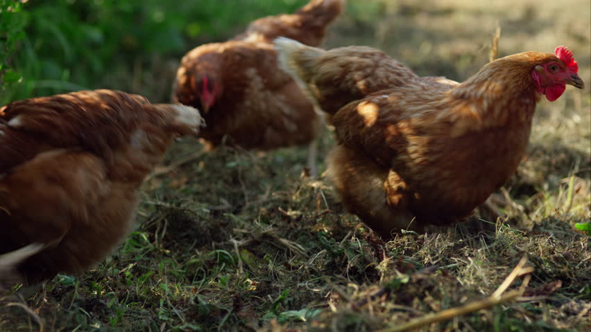 organic-free-range-chickens-eating-food-stock-footage-video-100